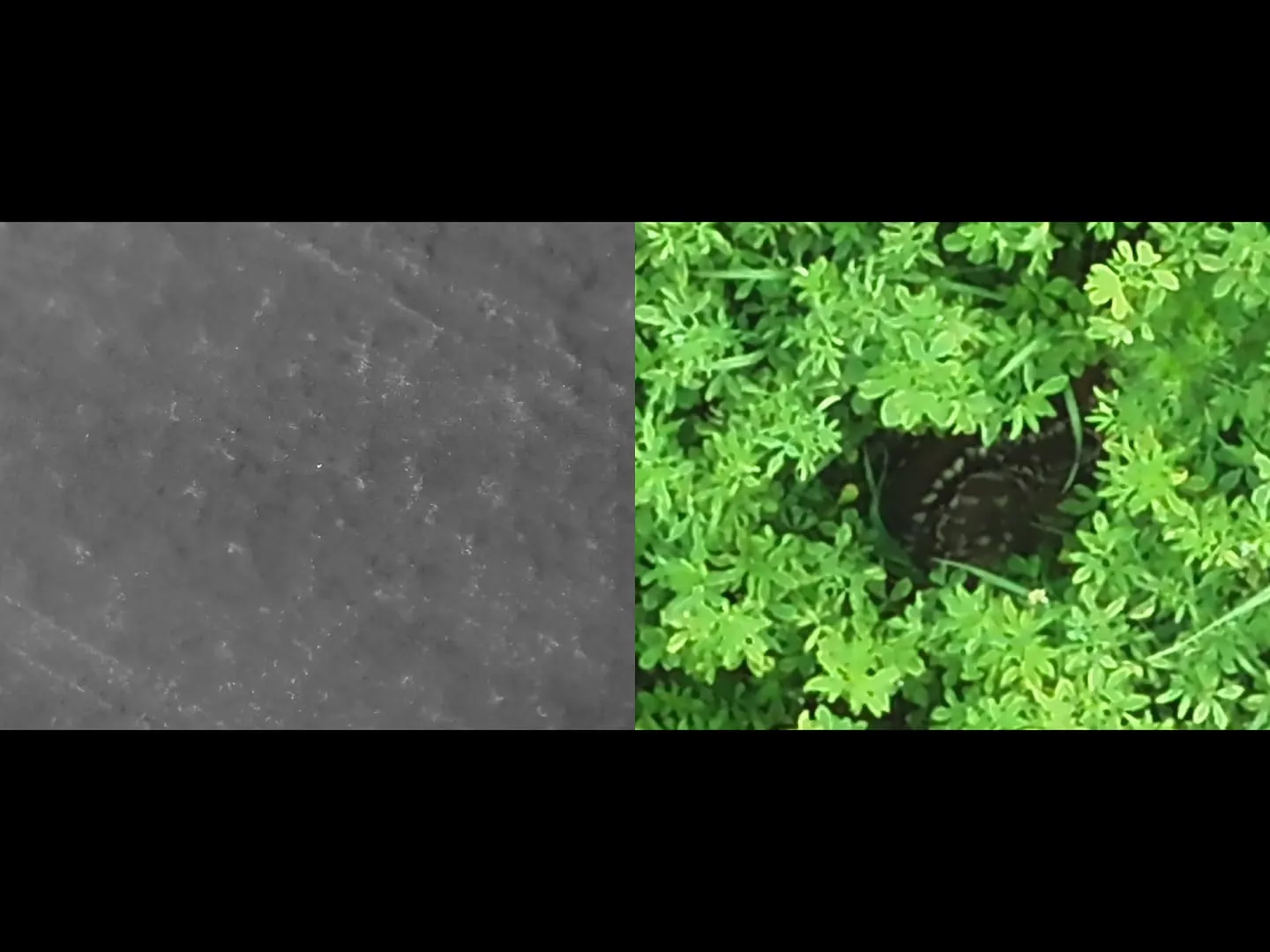 Vyhledávání osob, zvěře