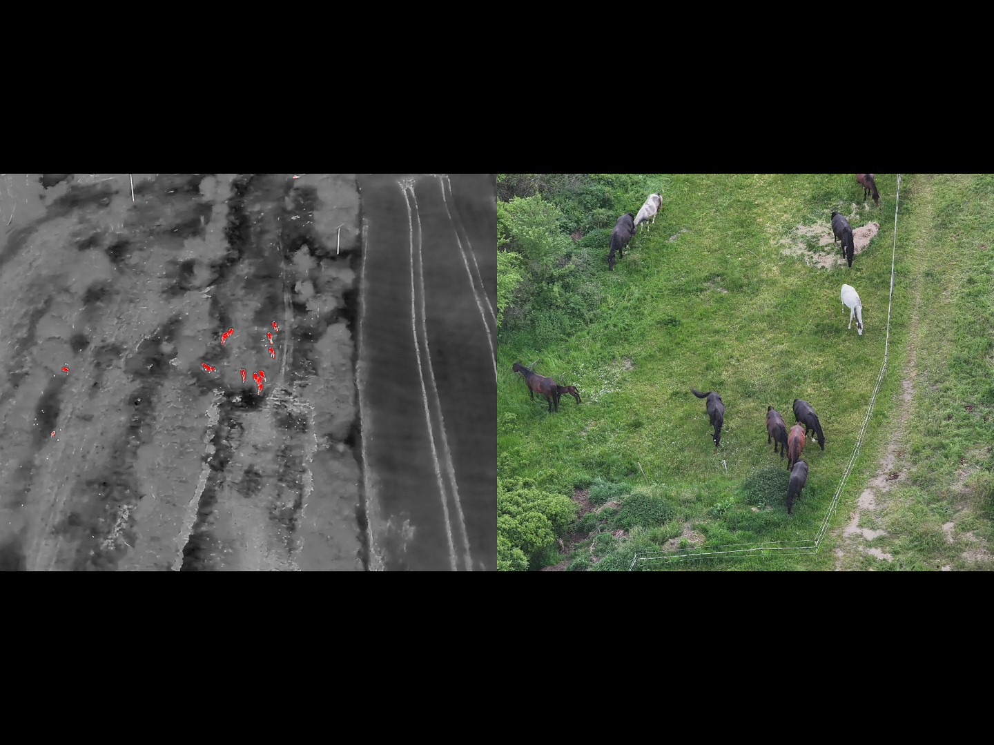 Vyhledávání osob, zvěře