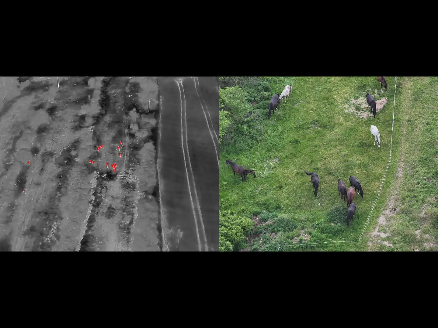 Vyhledávání osob, zvěře